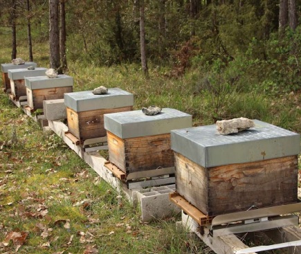 Ruches instrumentées sur balances
